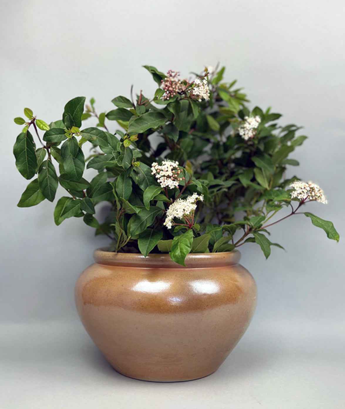 Vintage Bonny sur Loire Low Pot #1