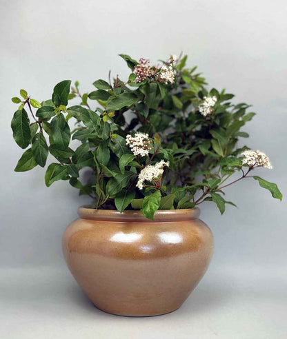 Vintage Bonny sur Loire Low Pot #1