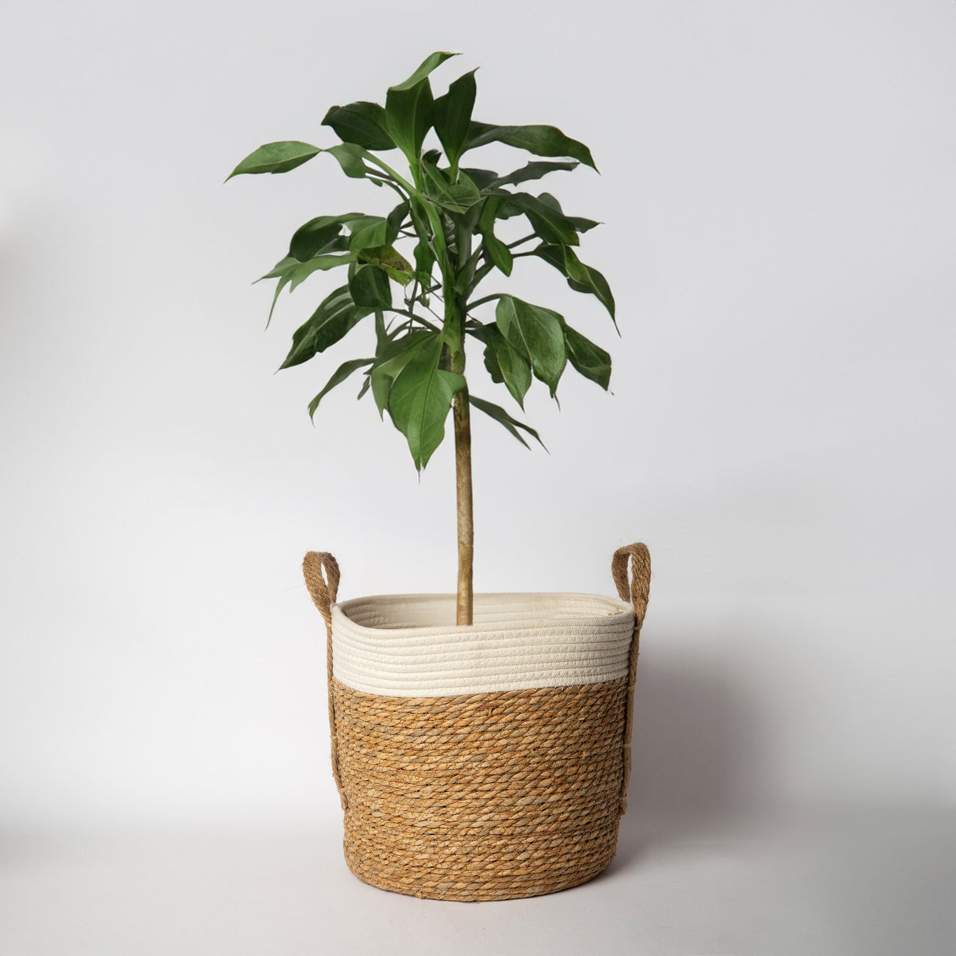 819 - Seagrass Basket With Handles - PoshaBella