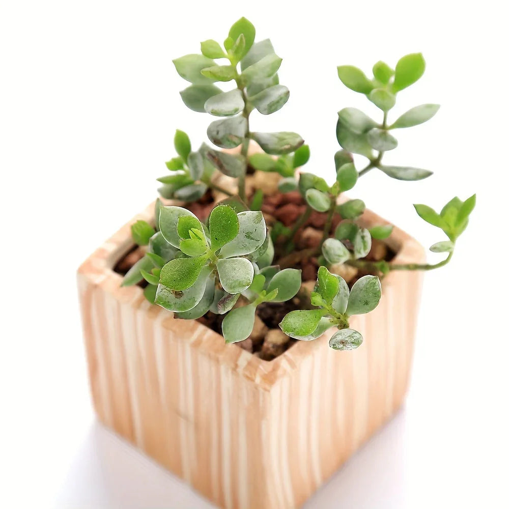 Ceramic Gift Pots for Celebrations with Unique Designs and Colors