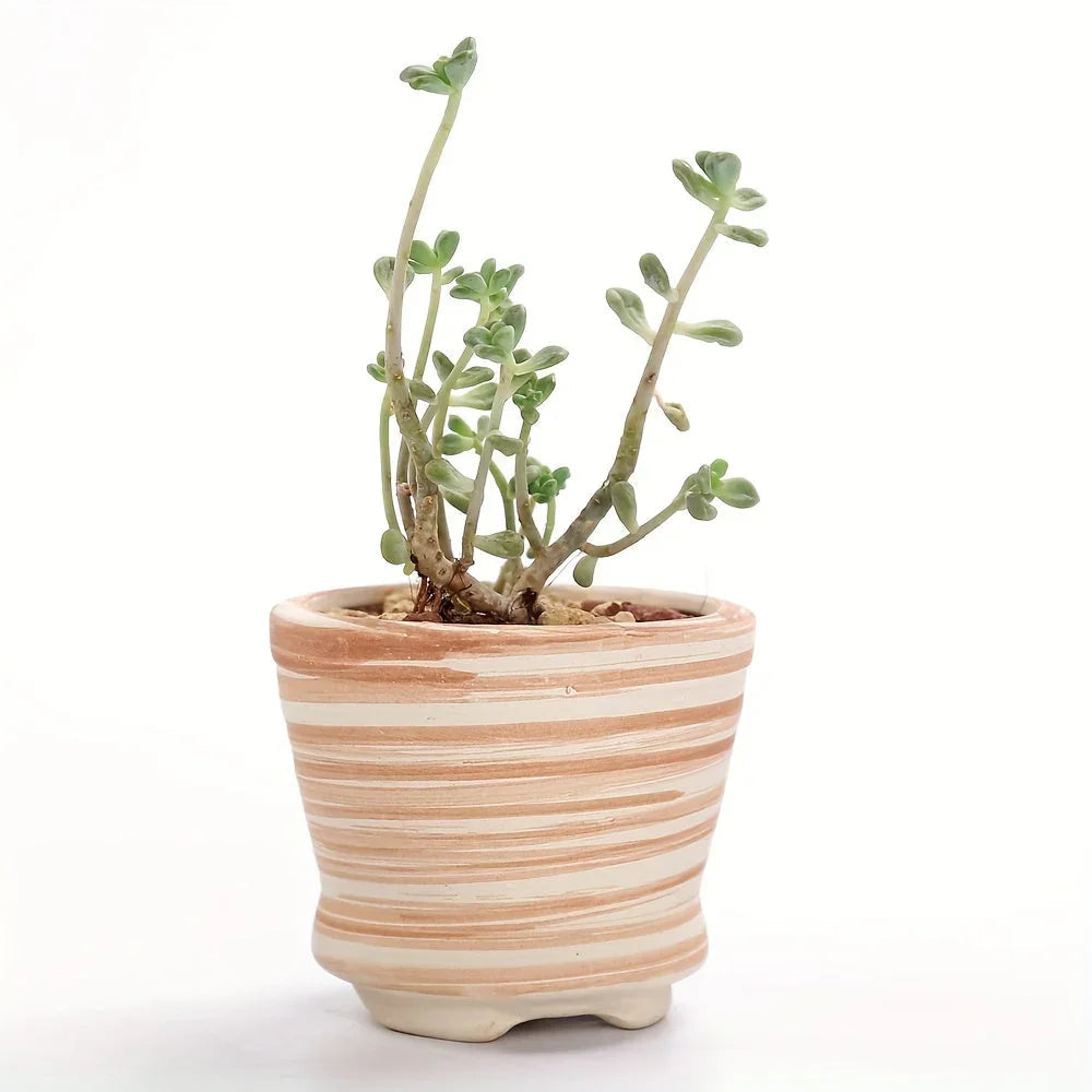 Ceramic Gift Pots for Celebrations with Unique Designs and Colors