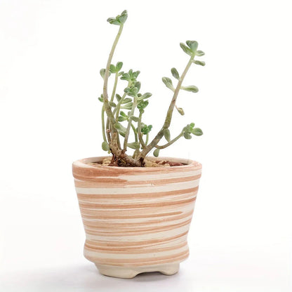 Ceramic Gift Pots for Celebrations with Unique Designs and Colors