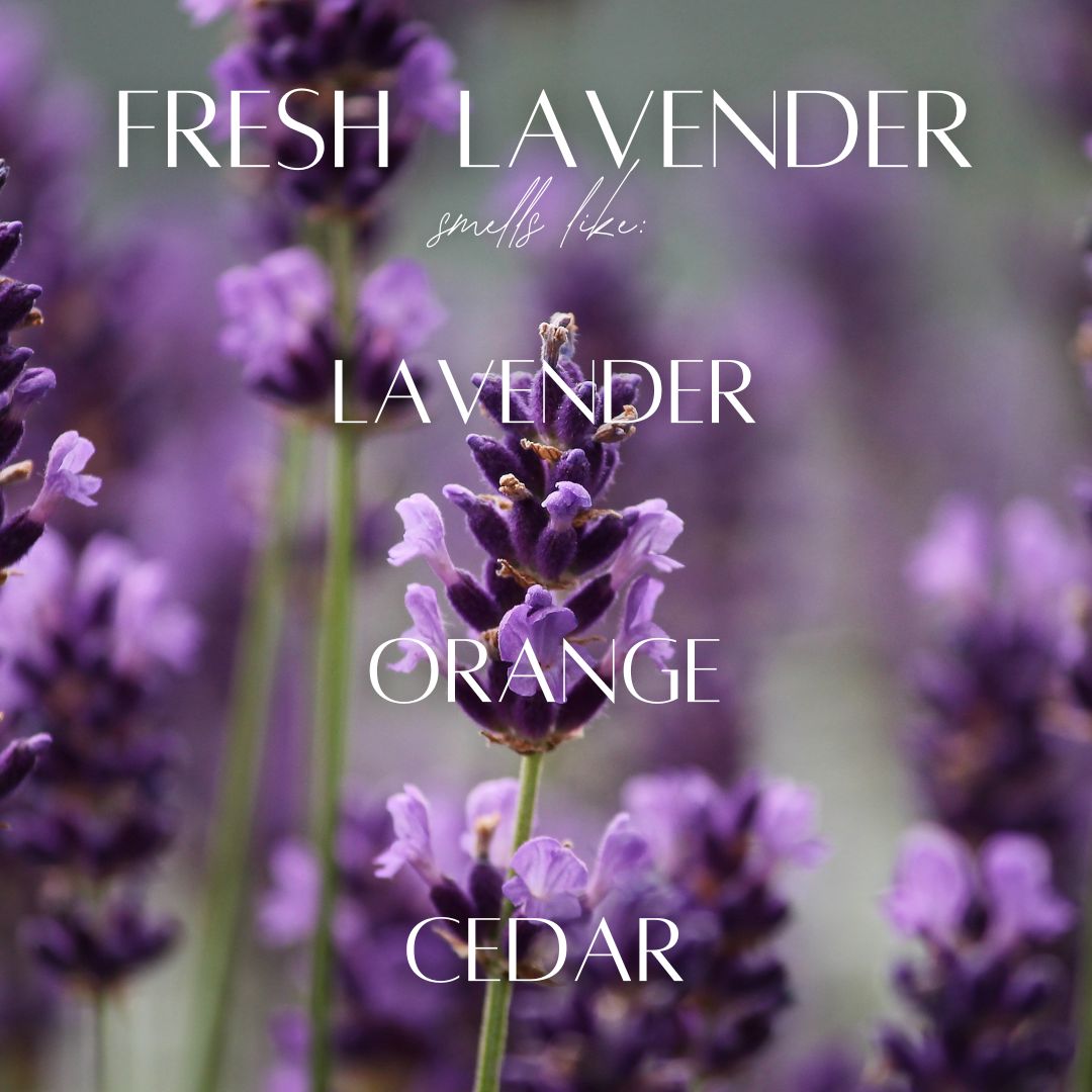 13 oz Mason Jar Soy Candle - Fresh Lavender - PoshaBella