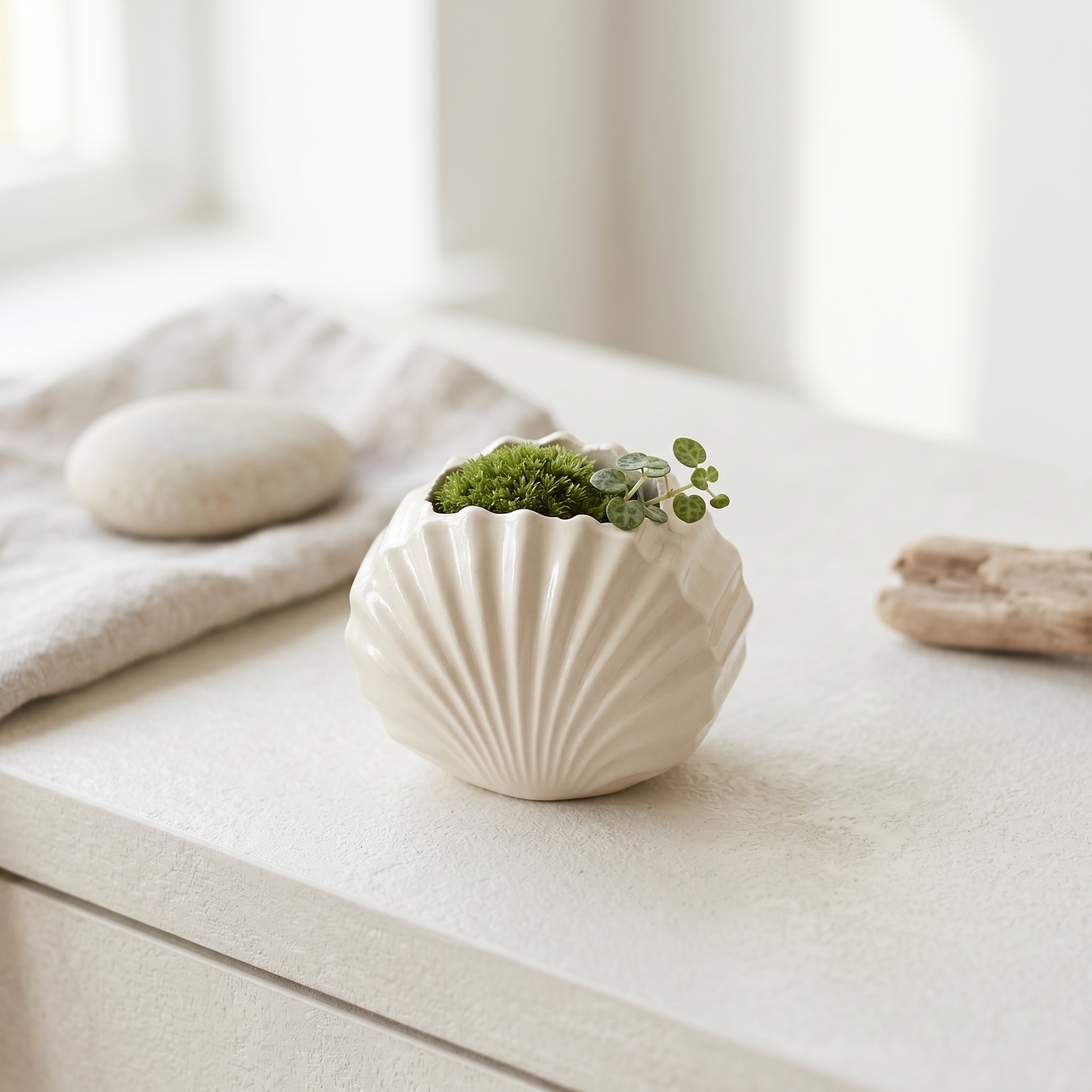 Mini Clam Shell Planter, Gypsum White 3" Sunsum® Intentional Living